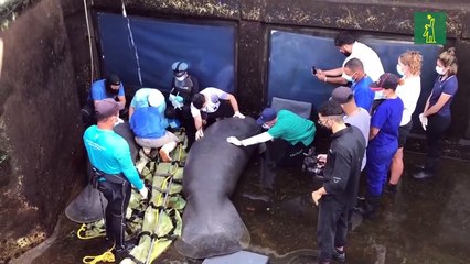 Acuario dominicano prepara a tres manatíes para regresar a la libertad