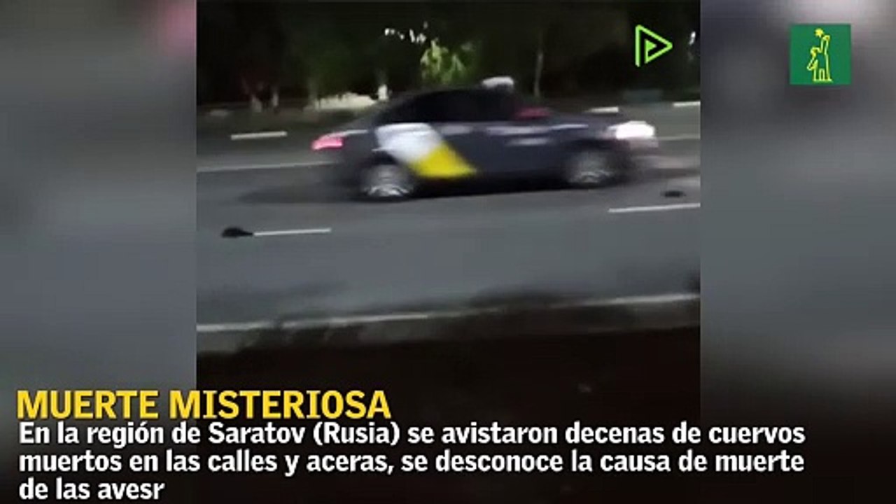 Decenas de cuervos muertos son un misterio en r...