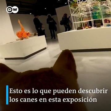 Arquitectura para perros, una expo para canes