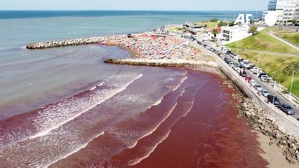 "مد أحمر" ناجم عن انتشار طحالب كبيرة يجتاح شواطئ الأرجنتين