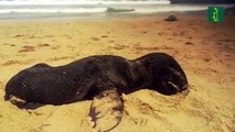 Alarma por la misteriosa muerte de miles de lobos marinos en el sur de África