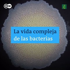 La vida de las bacterias