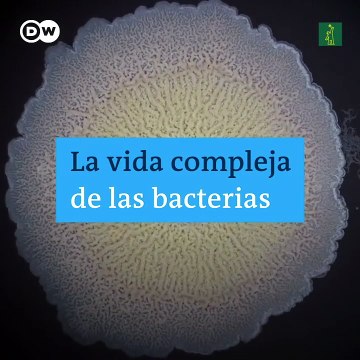 La vida de las bacterias