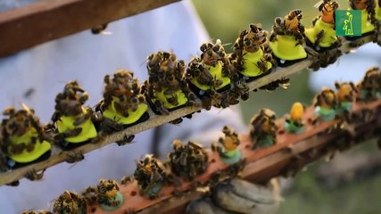 Apicultores en Nicaragua usan abejas reinas para paliar efectos de la sequía