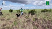 Perros se convierten en cazadores con éxito de pitones birmanas en Florida