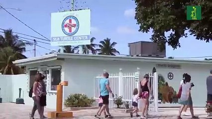 Del frío de Massachusetts a Florida: las tortugas tambien vuelan