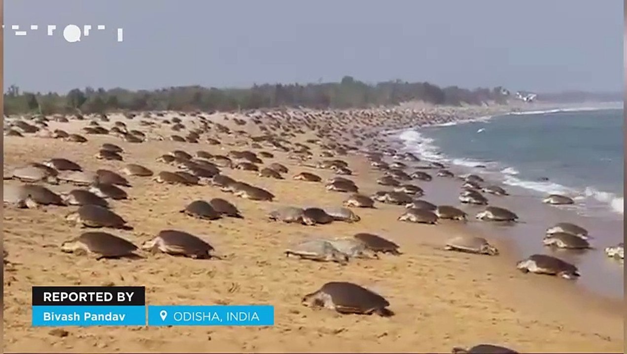 Thousands of turtles arrive on the beaches of Odisha, India! This is ...