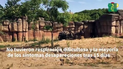 Cuatro leones de un zoo español se contagiaron de covid-19