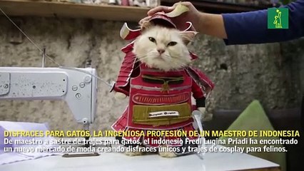 Disfraces para gatos, la ingeniosa profesión de un maestro en Indonesia