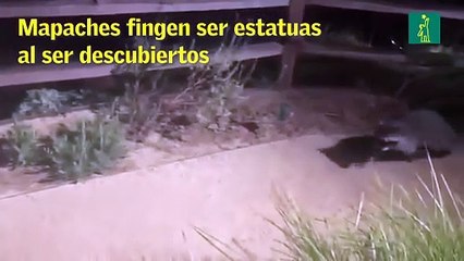 Mapaches fingen ser estatuas al ser descubiertos