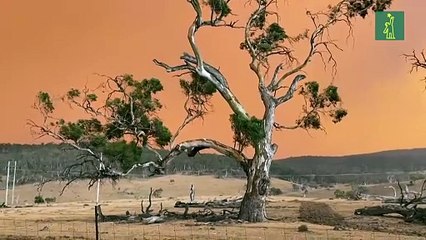 Siguen evacuaciones por incendios en Australia que amenazan con cortes eléctricos