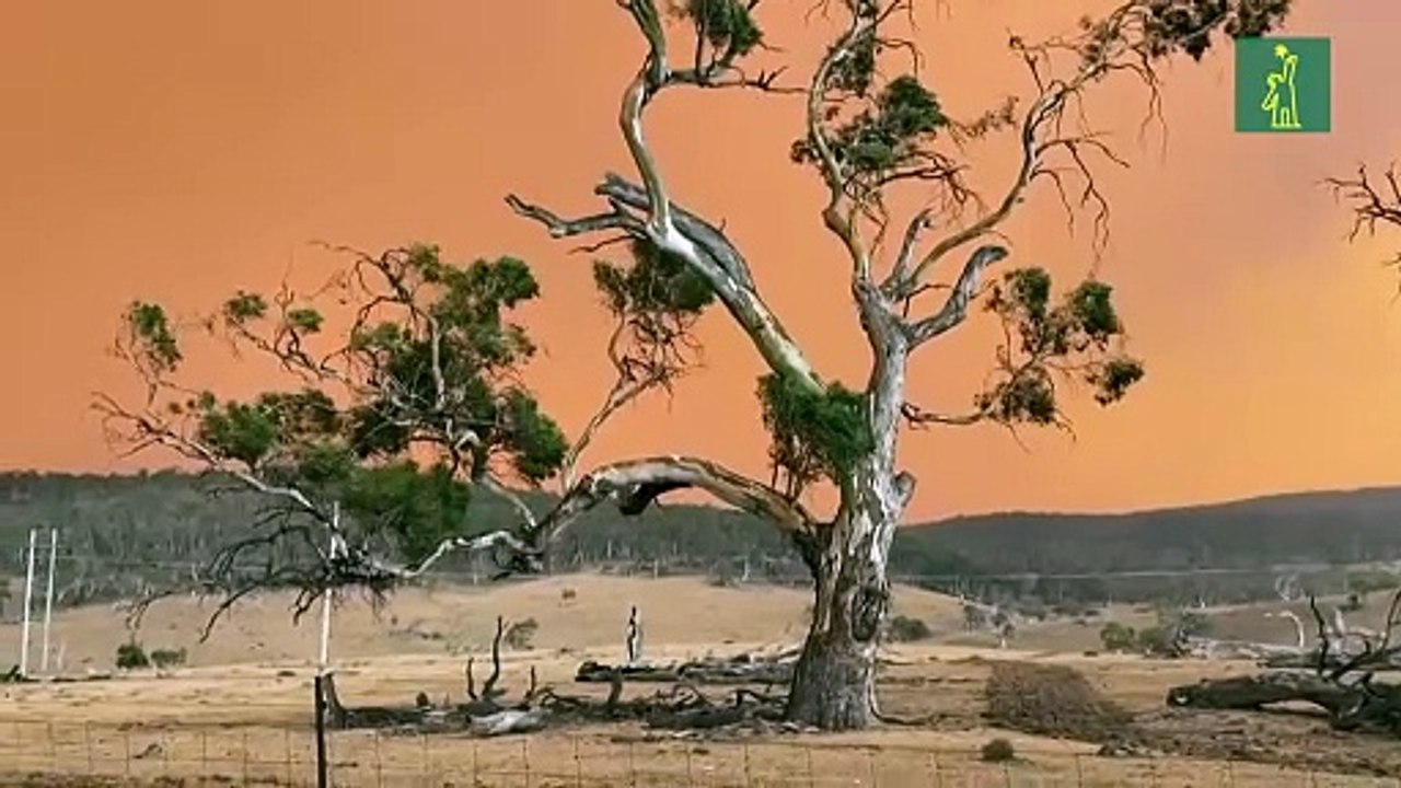 Siguen evacuaciones por incendios en Australia que amenazan con cortes eléctricos