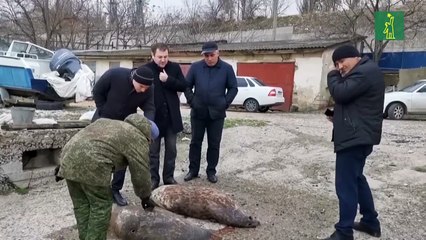Descubren cerca de 300 focas muertas en las orillas rusas del mar Caspio