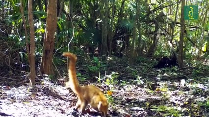 Detectan diez felinos salvajes en la ciudad mexicana de Cancún