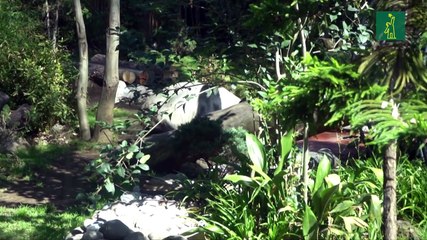 Xin Xin y Shuan Shuan: las únicas pandas en el mundo que no pertenecen a China