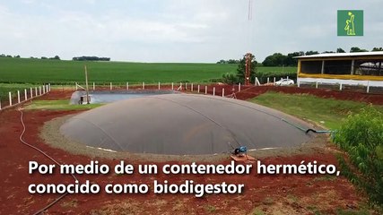 Cerdos, protagonistas del medioambiente en Brasil