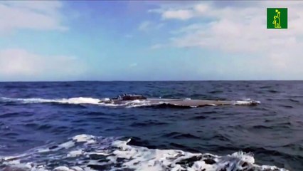 Panamá decomisa cinco toneladas de droga en un sumergible