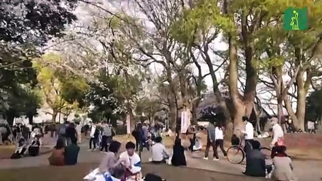 Pese al virus, Japón celebra las flores del cerezo, alegría de la primavera