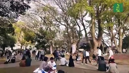 Pese al virus, Japón celebra las flores del cerezo, "alegría de la primavera"