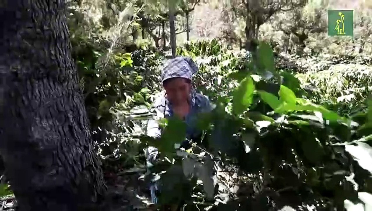 Turismo sostenible, una alternativa para el desarrollo cafetero en Honduras