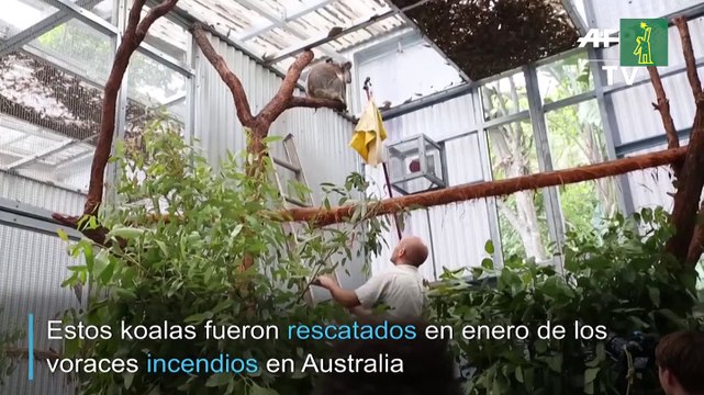 Koalas salvados de voraces incendios vuelven a la vida silvestre