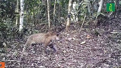 La instalación de "trampas" registran vida oculta del mayor felino de América