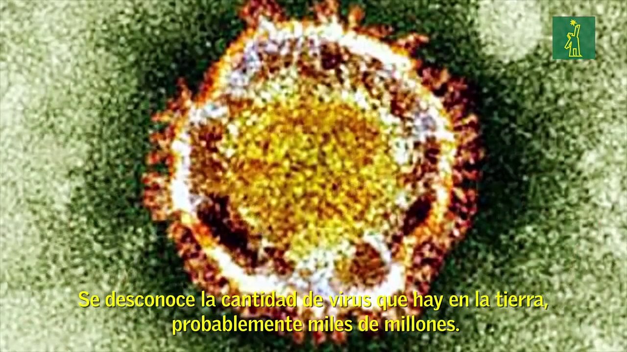 ¿Sabes qué son los virus?