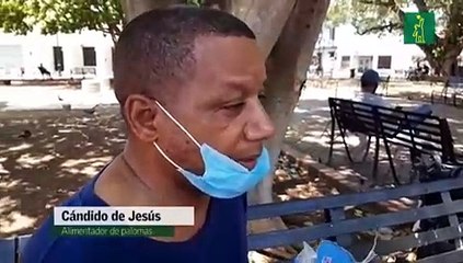 ¿Quién alimenta a las palomas del Parque Colón?