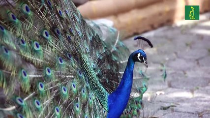 Zoológicos colombianos viven su propia crisis por COVID-19