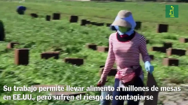 Los jornaleros, esenciales pero desprotegidos ante el COVID-19 en EE.UU.