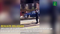 La sutileza de un agente policial de NY para rescatar un halcón cola roja