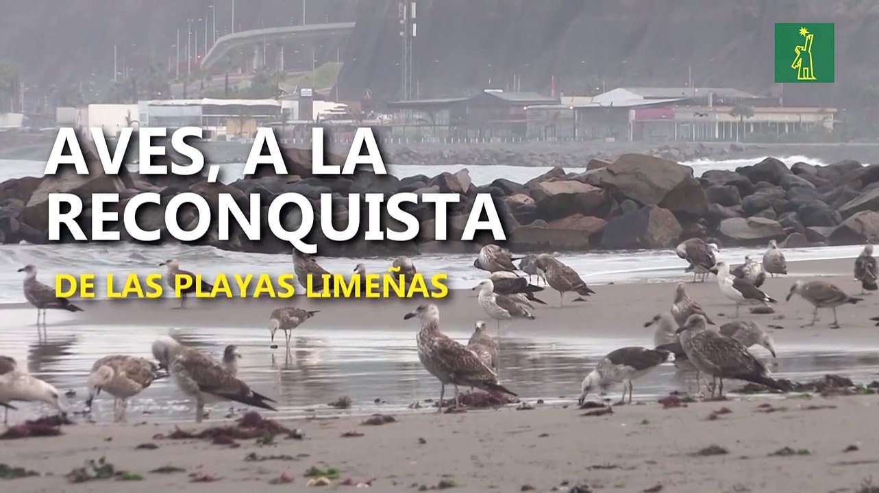 Aves, a la reconquista de playas limeñas