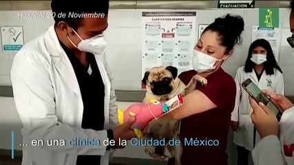 Harley, el perro que da apoyo emocional a médicos mexicanos