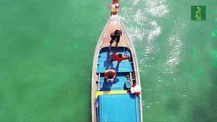 Delfines, tortugas y tiburones libres en medio de la pandemia