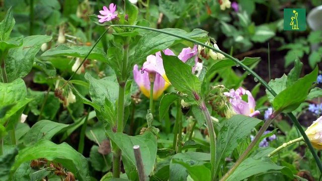 Holanda siembra flores en jardines y balcones para salvar a las especies en peligro de extinción