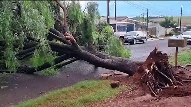Após forte chuva, árvore cai e interdita rua no Bairro Cascavel Velho