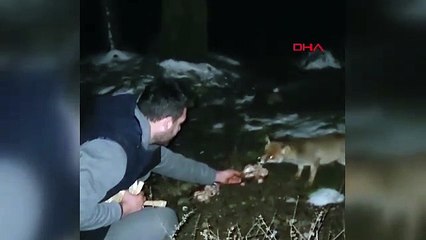 Tilkiyi elleriyle beslemeleri kamerada