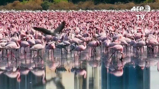 Flamencos, medusas y delfines; los animales reconquistan espacios por el confinamiento