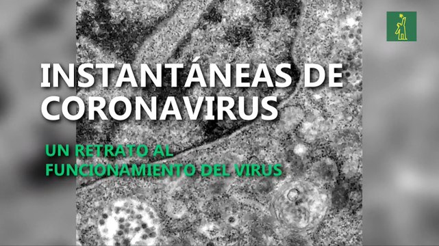 Brasil capta imágenes de momento exacto en que coronavirus infecta una célula
