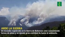 Incendio consume pinos en la Sierra de Bahoruco