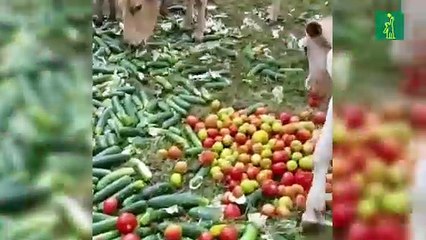 Agricultores echan cosechas al basurero y a las vacas
