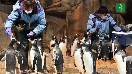 Cuidar a los pingüinos en plena pandemia
