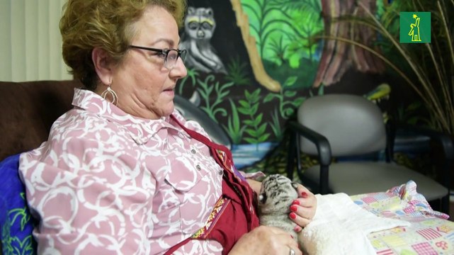 Nieve en Nicaragua: nace tigresa blanca en cautiverio