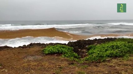El Malecón de Santo Domingo amanece lleno de sargazo