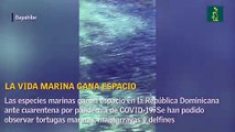 La vida marina gana espacio en la República Dominicana