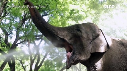 Trasladan a elefanta de Argentina a Brasil para darle una vida mejor