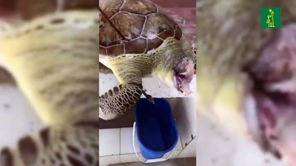 Desconocidos matan otra tortuga marina en el este