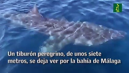 Un tiburón peregrino, de unos siete metros, se deja ver por la bahía de Málaga