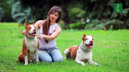 "No hay perros peligrosos, hay crías y dueños irresponsables", según entrenador dominicano experto en conducta canina