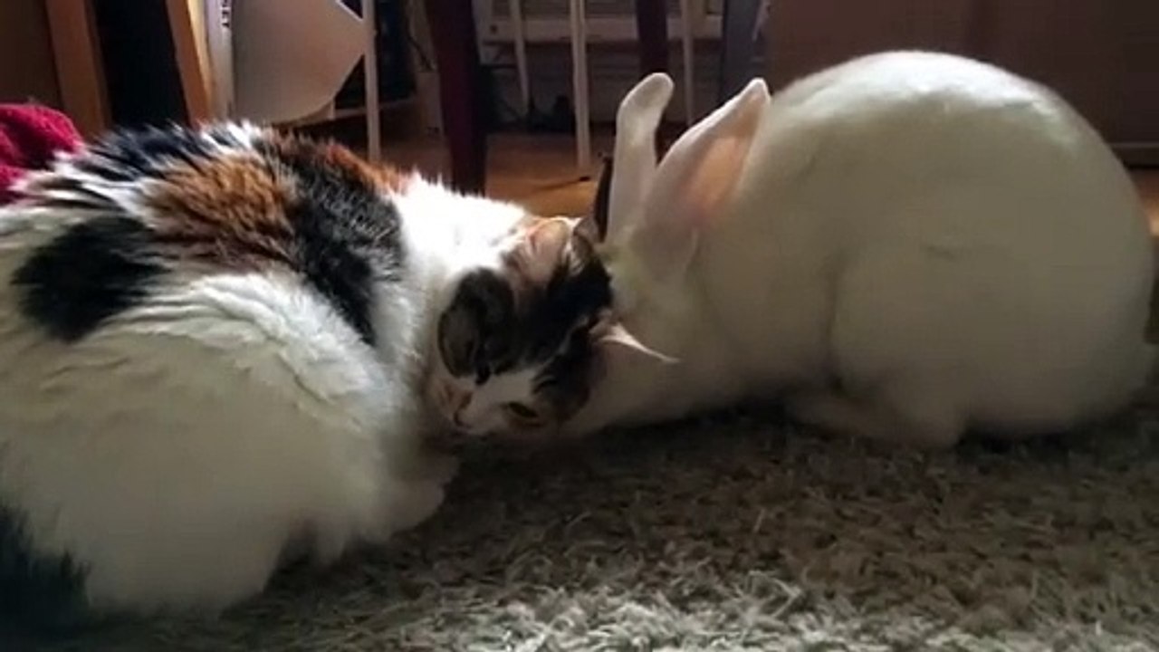 🐾 Welcome to the ultimate whisker-twitching adventure: **CatsAndBunnies**!